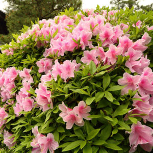 Лиственные деревья, кустарники и лианы Лиственные деревья, кустарники и лианы