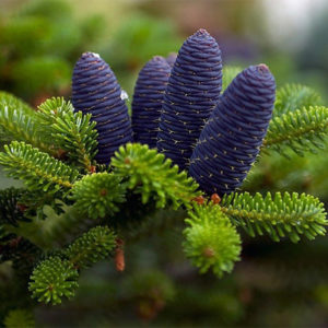 Хвойные деревья и кустарники Хвойные деревья и кустарники