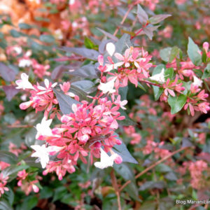 Abelia chinensis Ruby Anniversary Abelia chinensis Ruby Anniversary