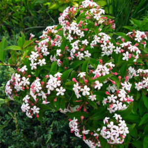 Abelia mosanensis Abelia mosanensis