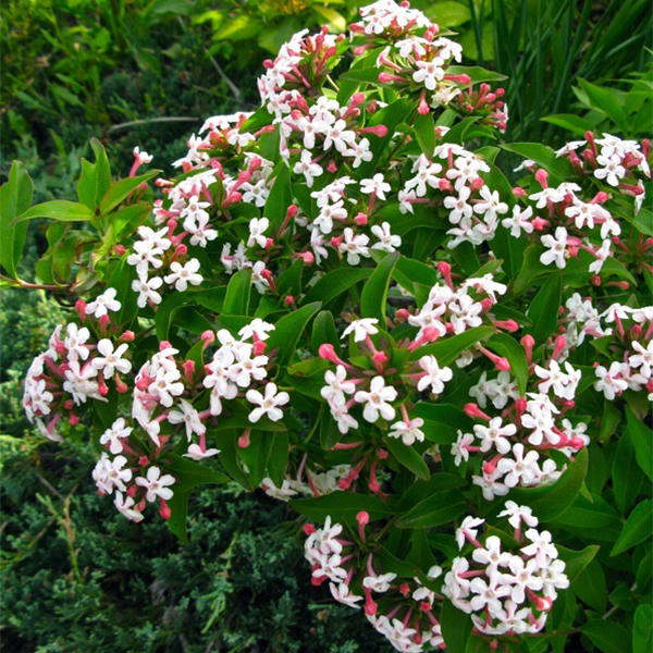 Abelia mosanensis Abelia mosanensis
