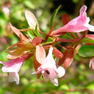 Abelia shumannii Abelia shumannii
