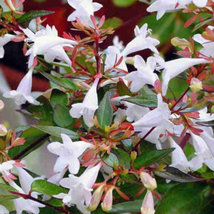 Abelia x grandiflora Abelia x grandiflora
