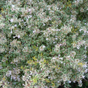 Abelia x grandiflora Hopleys Abelia x grandiflora Hopleys