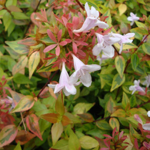 Abelia x grandiflora Kaleidoscope Abelia x grandiflora Kaleidoscope