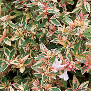 Abelia x grandiflora Mardi gras Abelia x grandiflora Mardi gras