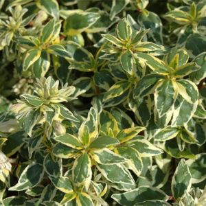 Abelia x grandiflora Radiance Abelia x grandiflora Radiance