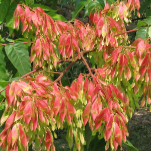 Ailanthus altissima - Айлант высочайший Ailanthus altissima - Айлант высочайший