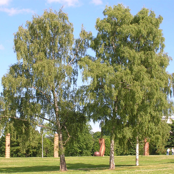 Береза повислая - Betula pendula