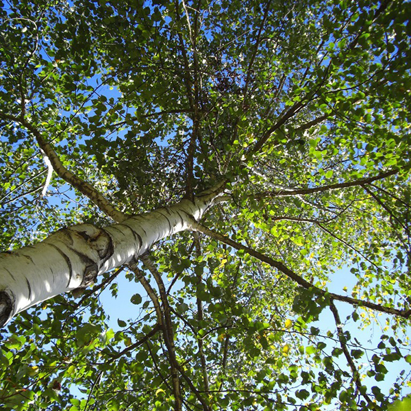 Береза пушистая - Betula pubescens