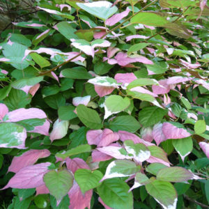 Actinidia kolomikta «Adam» - Актинидия коломикта «Adam» Actinidia kolomikta «Adam» - Актинидия коломикта «Adam»