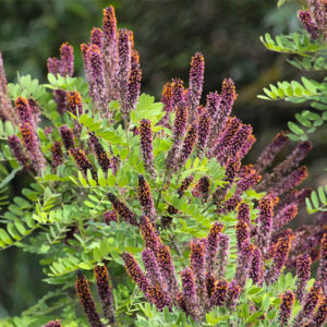 Аморфа кустарниковая - Amorpha fruticosa Аморфа кустарниковая - Amorpha fruticosa