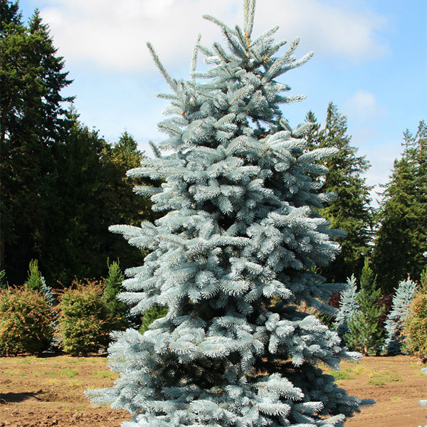 Ель колючая «Hoopsii» - Picea pungens «Hoopsii» Ель колючая «Hoopsii» - Picea pungens «Hoopsii»