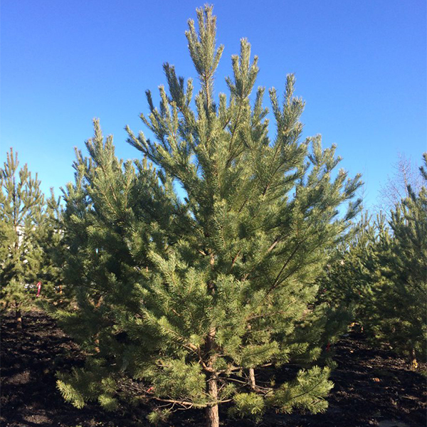 Сосна обыкновенная - Pinus  sylvestris