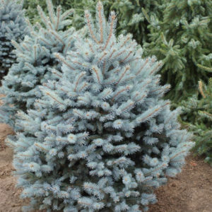 Ель колючая «Baby Blue Eyes» - Picea pungens «Baby Blue Eyes» Ель колючая «Baby Blue Eyes» - Picea pungens «Baby Blue Eyes»