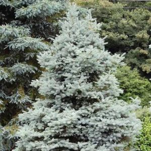 Ель колючая «Blue Trinket» - Picea pungens «Blue Trinket» Ель колючая «Blue Trinket» - Picea pungens «Blue Trinket»