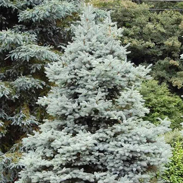 Ель колючая «Blue Trinket» - Picea pungens «Blue Trinket» Ель колючая «Blue Trinket» - Picea pungens «Blue Trinket»