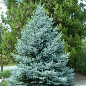 Ель колючая «Fat Albert» - Picea pungens «Fat Albert» Ель колючая «Fat Albert» - Picea pungens «Fat Albert»