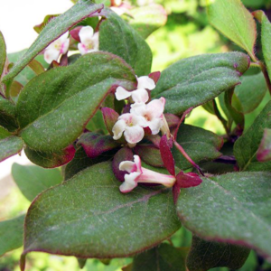 Абелия корейская - Abelia coreana Абелия корейская - Abelia coreana