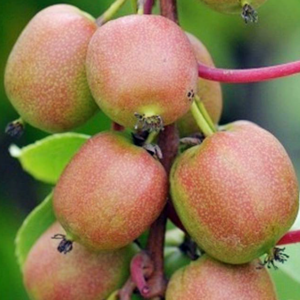 Актинидия аргута «Geneva» - Actinidia arguta «Geneva» Актинидия аргута «Geneva» - Actinidia arguta «Geneva»