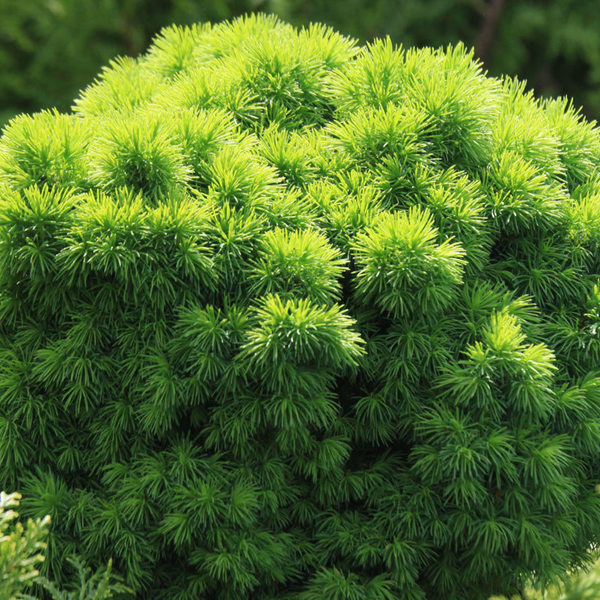 Ель канадская «Alberta Globe» - Picea glauca «Alberta Globe» Ель канадская «Alberta Globe» - Picea glauca «Alberta Globe»