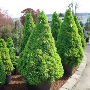 Ель канадская «Conica» - Picea glauca «Conica» Ель канадская «Conica» - Picea glauca «Conica»