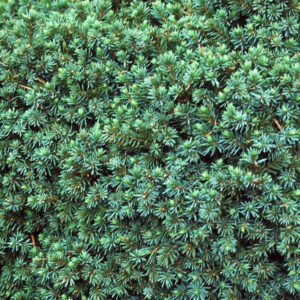 Ель канадская «Echiniformis» - Picea glauca «Echiniformis» Ель канадская «Echiniformis» - Picea glauca «Echiniformis»