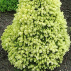 Ель канадская «J.W.Daisy's White» - Picea glauca «J.W.Daisy's White» Ель канадская «J.W.Daisy's White» - Picea glauca «J.W.Daisy's White»