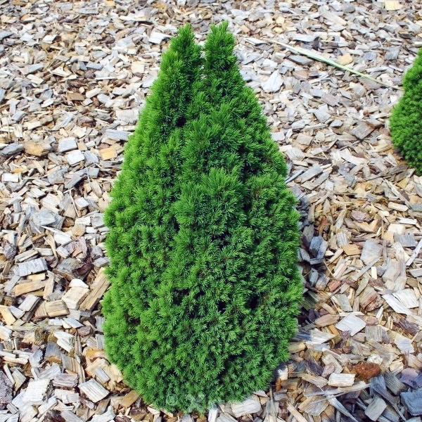 Ель канадская «Laurin» - Picea glauca «Laurin» Ель канадская «Laurin» - Picea glauca «Laurin»