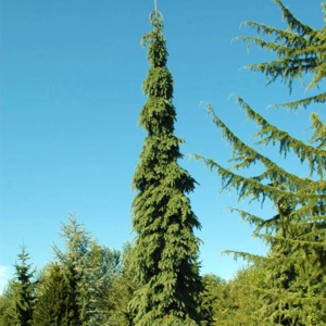 Ель канадская «Pendula» - Picea glauca «Pendula» Ель канадская «Pendula» - Picea glauca «Pendula»