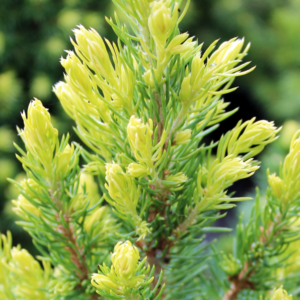 Ель канадская «Rainbow's End» - Picea glauca «Rainbow's End» Ель канадская «Rainbow's End» - Picea glauca «Rainbow's End»