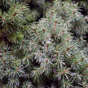 Ель канадская «Sander's Blue» - Picea glauca «Sander's Blue» Ель канадская «Sander's Blue» - Picea glauca «Sander's Blue»