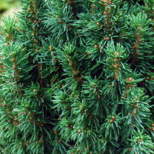 Ель канадская «Zuckerhut» - Picea glauca «Zuckerhut» Ель канадская «Zuckerhut» - Picea glauca «Zuckerhut»