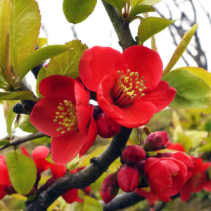Айва великолепная «Nicoline» - Chaenomeles speciosa «Nicoline» Айва великолепная «Nicoline» - Chaenomeles speciosa «Nicoline»