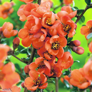 Айва великолепная «Orange Trail» - Chaenomeles speciosa «Orange Trail» Айва великолепная «Orange Trail» - Chaenomeles speciosa «Orange Trail»