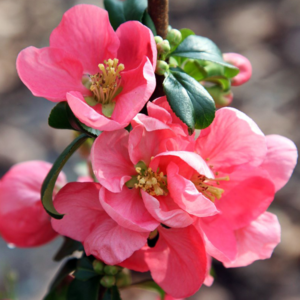 Айва великолепная «Pink Lady» - Chaenomeles speciosa «Pink Lady» Айва великолепная «Pink Lady» - Chaenomeles speciosa «Pink Lady»