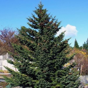 Ель Глена - Picea glehnii Ель Глена - Picea glehnii