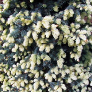 Ель колючая «Bialobok» - Picea pungens «Bialobok» Ель колючая «Bialobok» - Picea pungens «Bialobok»