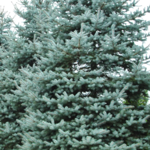 Ель колючая «Blue Diamond» - Picea pungens «Blue Diamond» Ель колючая «Blue Diamond» - Picea pungens «Blue Diamond»