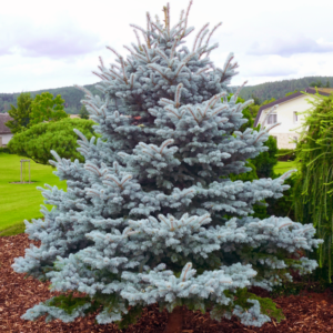 Ель колючая «Blue Mountain» - Picea pungens «Blue Mountain» Ель колючая «Blue Mountain» - Picea pungens «Blue Mountain»