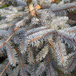 Ель колючая «Erich Frahm» - Picea pungens «Erich Frahm» Ель колючая «Erich Frahm» - Picea pungens «Erich Frahm»