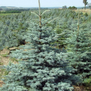 Ель колючая «Kaibab» - Picea pungens «Kaibab» Ель колючая «Kaibab» - Picea pungens «Kaibab»