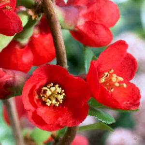 Айва великолепная «Texas Scarlet» - Chaenomeles x superba «Texas Scarlet» Айва великолепная «Texas Scarlet» - Chaenomeles x superba «Texas Scarlet»