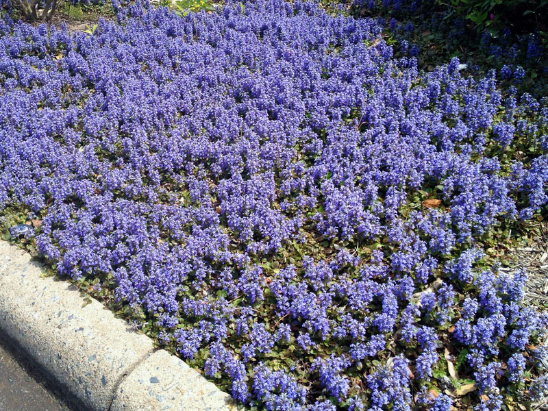 Живучка ползучая - Ajuga reptans