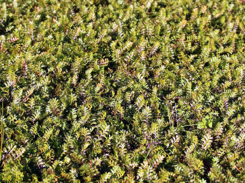 Лептинелла шероховатая - Leptinella&nbsp;squalida