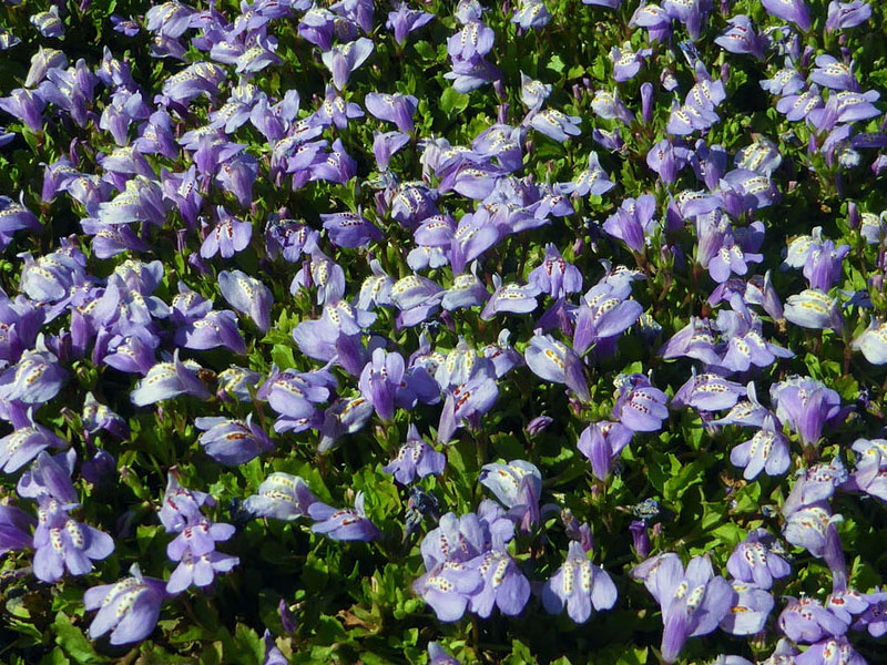 Мазус ползучий - Mazus&nbsp;reptans