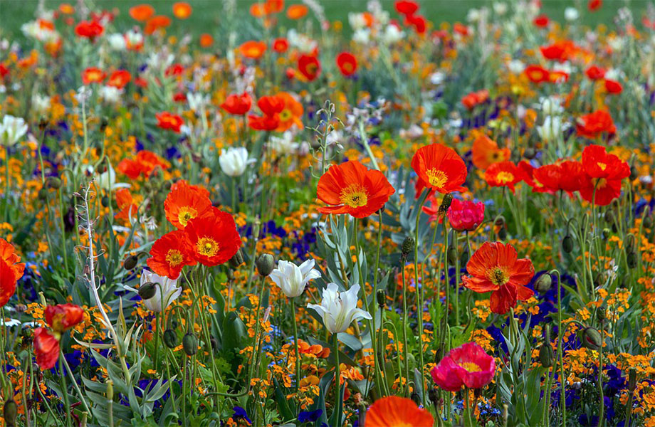 Мавританский газон