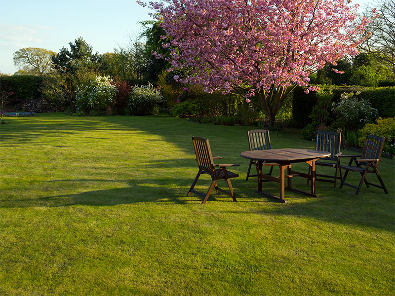 Обыкновенный газон