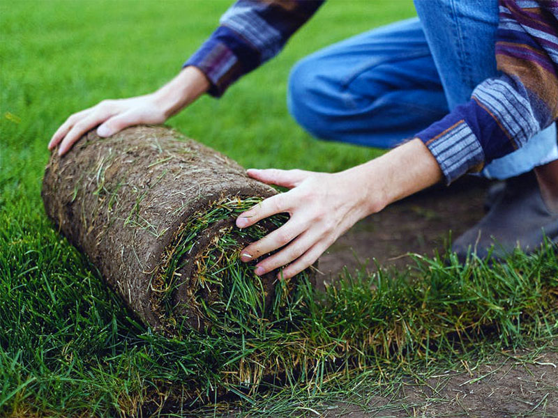 Рулонный газон