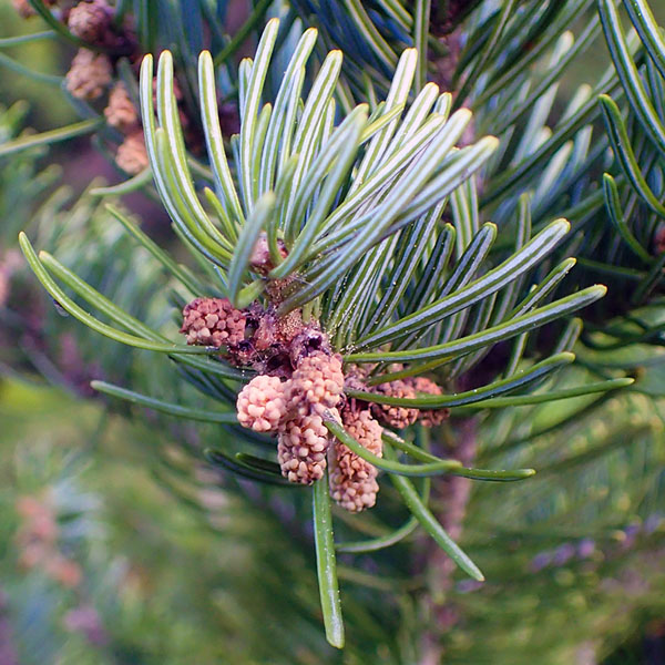 Пихта сибирская - Abies sibirica